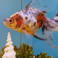 ماهی گلد فیش و کوی ۸ تا ۱۰سانت