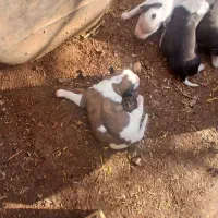 ۴عدد توله پاکوتاه