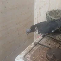 کبوتر