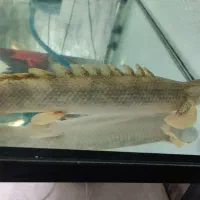 پولی انسرگی 40+ سانت