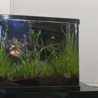 آکواریوم پلنت