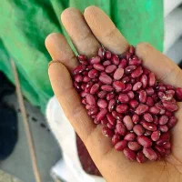 لوبیا قرمز درجه۱