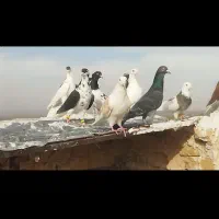 کفتر رنگی|پرنده|نصر آباد, |دیوار