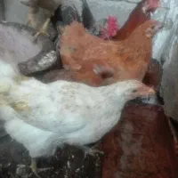 مرغ محلی گلپایگانی تخم گذار