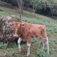 گاو لیشه چالوسی خوشگل و آرام|حیوانات مزرعه|رشت, کوی مهر|دیوار