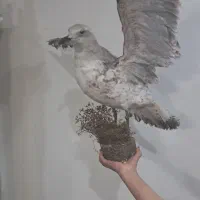 مجسمه مرغ دریایی|مجسمه، تندیس، ماکت|تهران, شهرک رضویه|دیوار