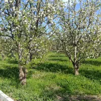 باغ-واقع-در-عربلوی-دره