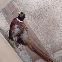 پرنده زینتی