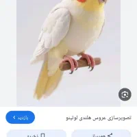 عروس هلندی گمشده