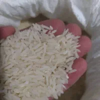 برنج طارم فجر سوزنی گرگان برداشت امسال