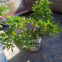 گل های زیبا|گل و گیاه طبیعی|رشت, معلولین|دیوار