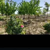 باغ هزار متری فول امکانات سیمین زاغه|فروش زمین و ملک کلنگی|بهار, |دیوار