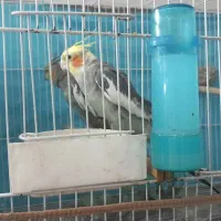 جفت عروس هلندی سخنگو