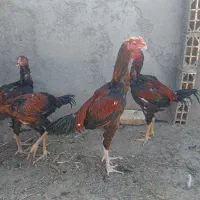 تخم و جوجه لاری افغانی وارداتی