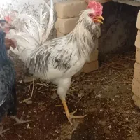 خروس گلین فول ریش کاکل پوپ زیبا