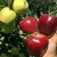 ابیاری قطره ای باغ اجراع وفروش لوازم