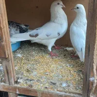 حدود ۱۰۰طوق کفتر یکجایی با گنجه و کلیه لوازم|پرنده|تهران, هرندی|دیوار