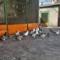 کفتر