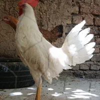 مرغ و خروس|حیوانات مزرعه|اصفهان, آزادان|دیوار