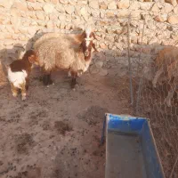 با سلام دوتا میش جوان قوچ گرفته با یه بره