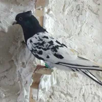 دو عدد رنگه