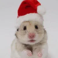 دنیایی همستر واکسینه انگل تراپی تخصصی ترین مجموعه|موش و خرگوش|اصفهان, نقش جهان|دیوار