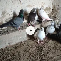 کبوتر تکپر غریب گیری