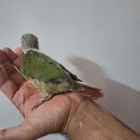 جوجه گرینچیک اناناسی سرلاکی دستی|پرنده|زابل, |دیوار