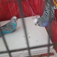 مرغ عشق فنچ طوطی کوتوله