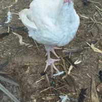 بوقلمون بیوتی۶|حیوانات مزرعه|بندرعباس, |دیوار