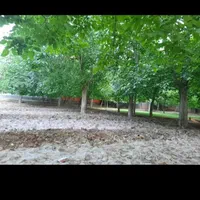 باغچه استثنایی با صفا و دلنشین طینوج