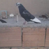 کبوترنرجوان سالم وسلامت