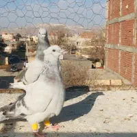 کبوتر|حیوانات|بجنورد, |دیوار