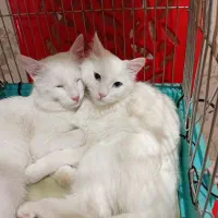 گربه پرشین وان