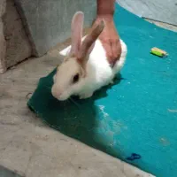 خرگوش