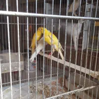 سلام تعداد قناری سوپر یکسرجیورما ده|پرنده|خمینی‌شهر, |دیوار