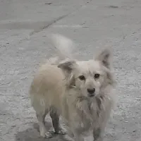 سگ پامر اشپیتز