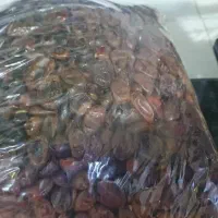 خرمای بدون هسته و مویز|خوردنی و آشامیدنی|شیراز, ریشمک|دیوار