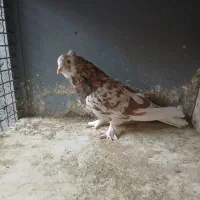 سلام خدمت دوستان پنج تا کفتر دونه ای ۱۵۰۰|پرنده|ری, ولی آباد|دیوار