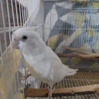 عروس هلندی ماده