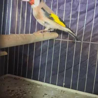 سهره|پرنده|خرمشهر, |دیوار