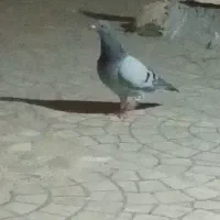 کفتر سبزه گمشده|حیوانات|زابل, |دیوار