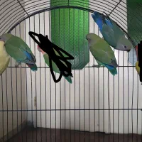 طوطی برزیلی