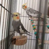 عروس هلندی جفت