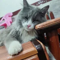 واگذاری اسکاتیش