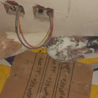 کفتر صید شده|پرنده|اردبیل, |دیوار