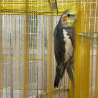 واگذاری عروس هلندی|پرنده|ساری, |دیوار