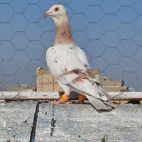 هفرنگ