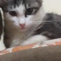 حیوانات.گربه
