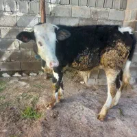 گوساله. سیمینتال